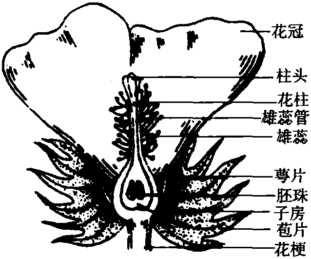 棉花的生長發(fā)育